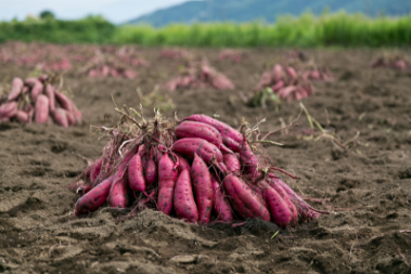 �T�c�}�C���摜